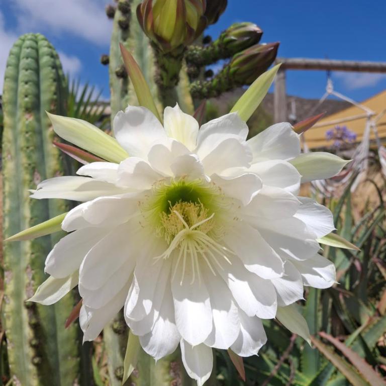 Cabaña colibrí - Casa Campo Elqui - Apartamento de 2 dormitorios - 24