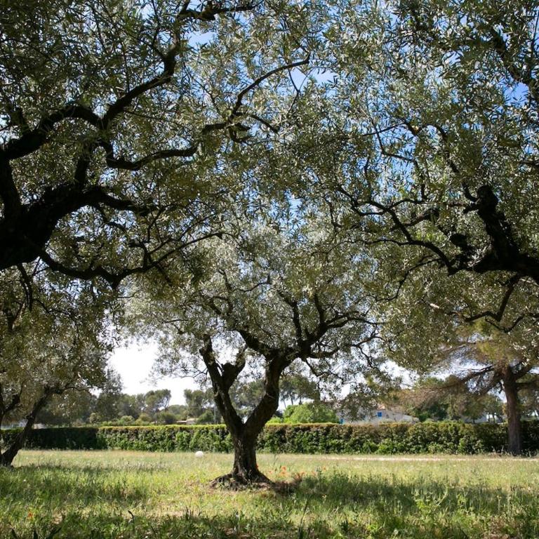 Le mas provençal d'Aurélie - Maison 4 Chambres - 49