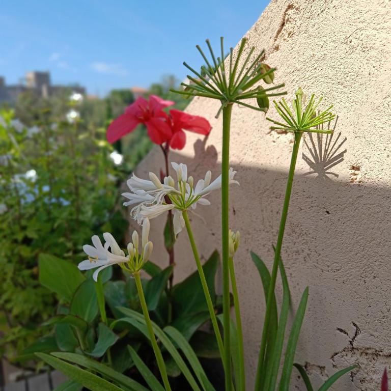 Charming apartment in Cannes - Appartement 1 Chambre - 23