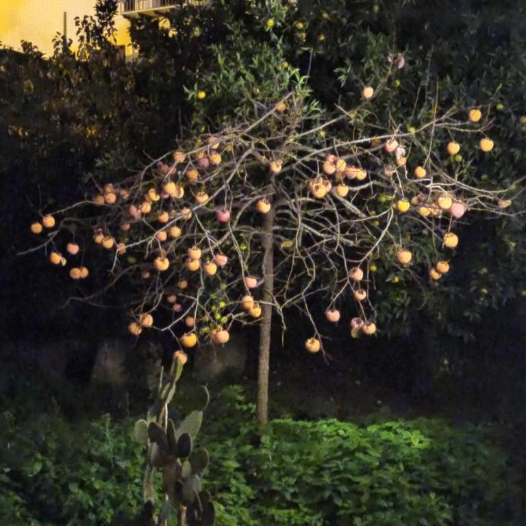 Jujube hortus apartment 4 - Appartamento Monolocale con 1 Letto Matrimoniale - 34