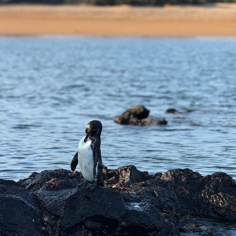 Villa Náutica - Villa de 2 dormitorios - 41