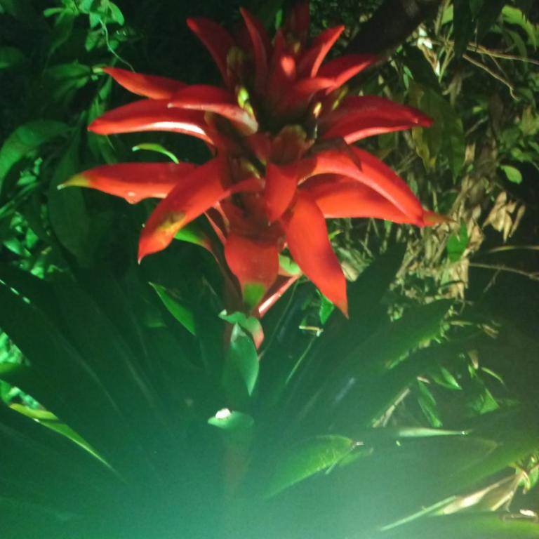 Finca ecoturistica Los Mangos - Casa de 5 dormitorios - 50