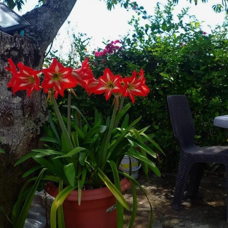 Finca Turistica los Mangos - Casa de 5 dormitorios - 5