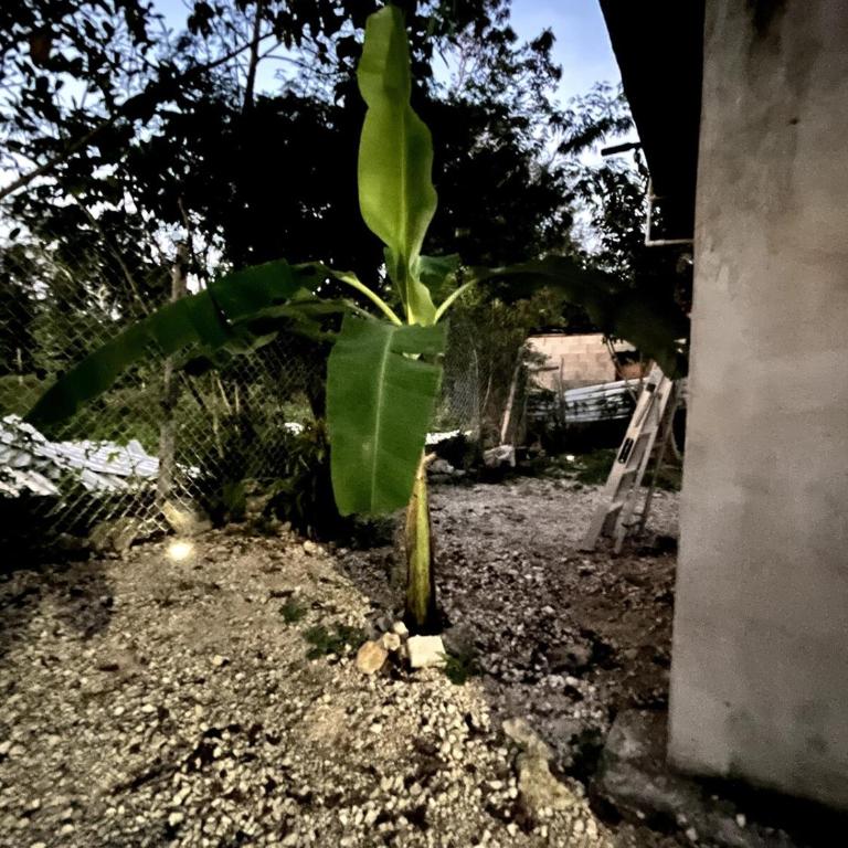 Linda casa privada en la naturaleza de Tulum!!! - Casa de 2 dormitorios - 8