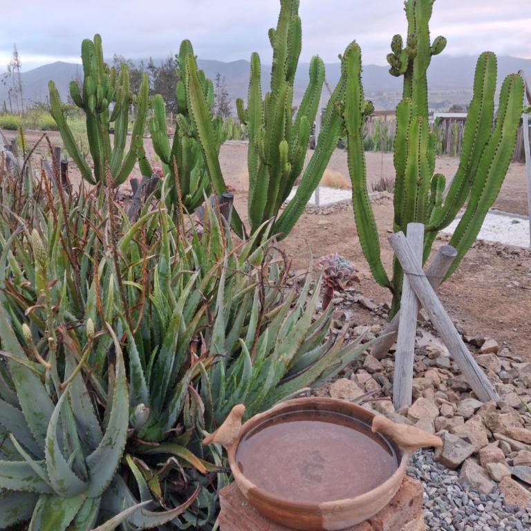 Cabaña colibrí - Casa Campo Elqui - Apartamento de 2 dormitorios - 78