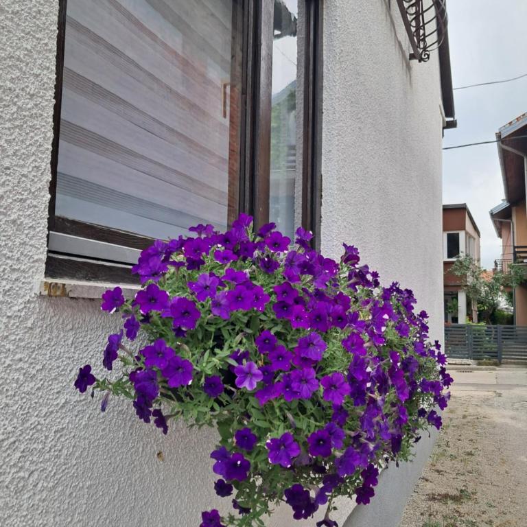 Apartman Mario - Apartman - 4