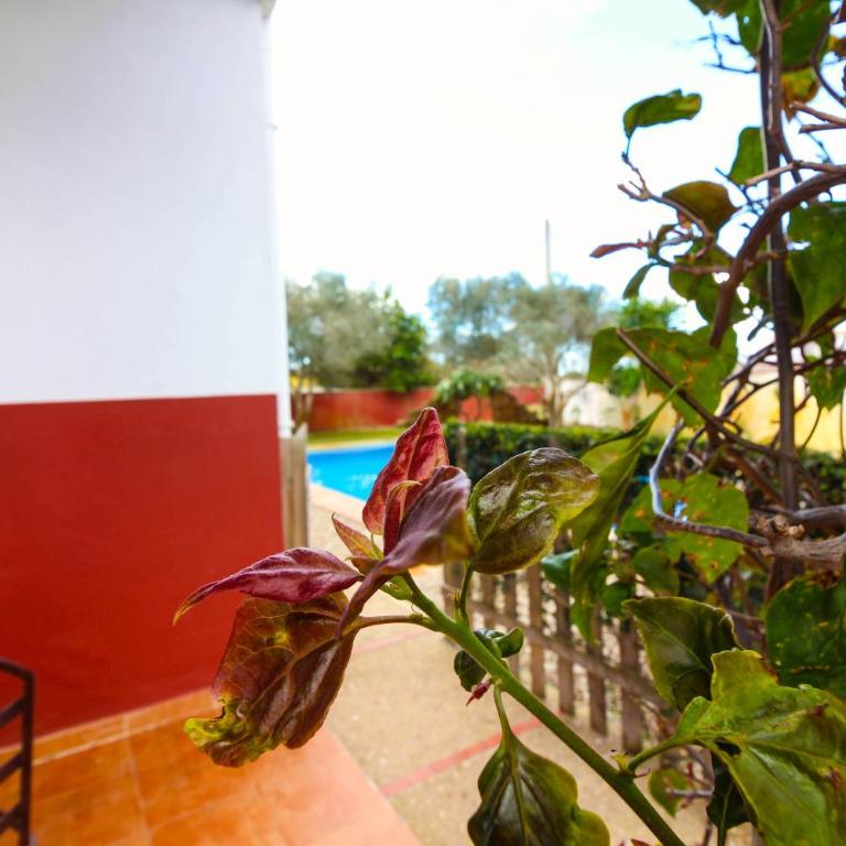 Los Candiles - Casa - 5