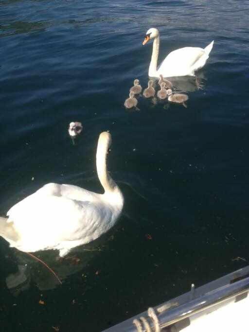 Villa Peroni Lake Como - Vintage - Apartamento con vistas al lago - 29