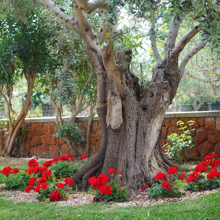 Charming villa with a fabulous garden in Pollensa by Renthousing - Casa de 4 dormitorios - 26