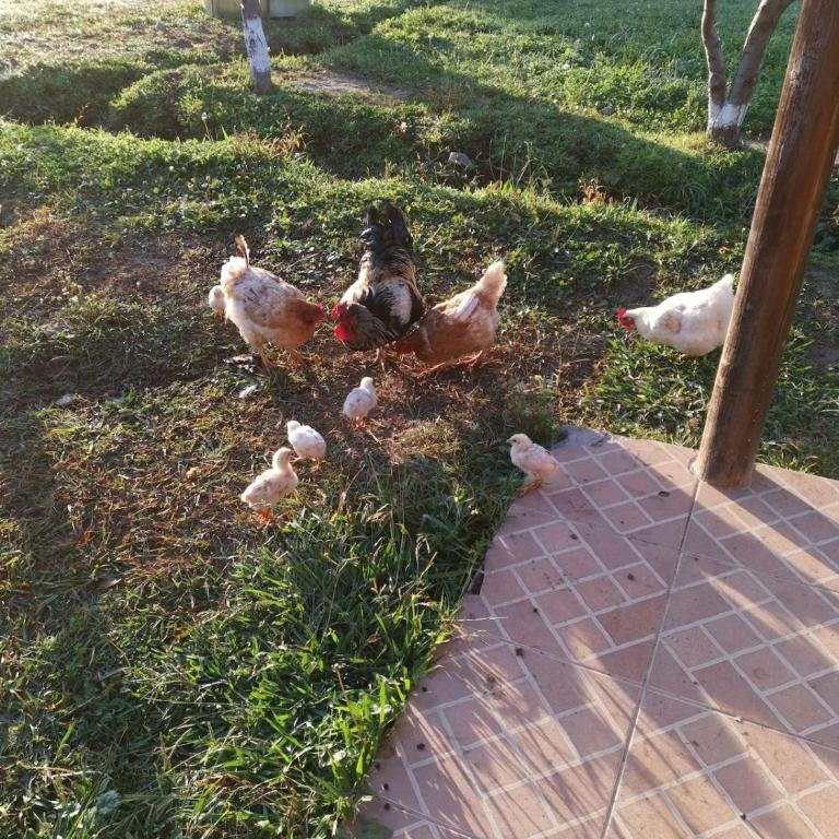 Molina, cerca de 7 Tazas, campo con animales y piscina desmontable - Casa de 4 dormitorios - 7