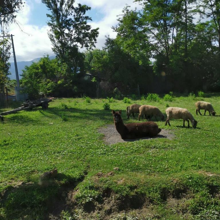 Molina, cerca de 7 Tazas, campo con animales y piscina desmontable - Casa de 4 dormitorios - 13