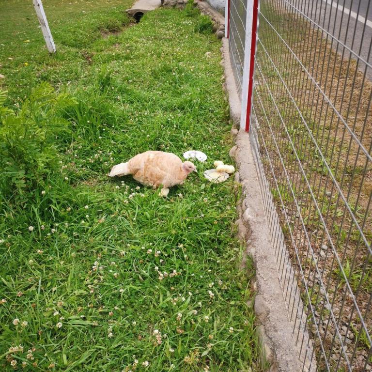 Molina, cerca de 7 Tazas, campo con animales y piscina desmontable - Casa de 4 dormitorios - 30
