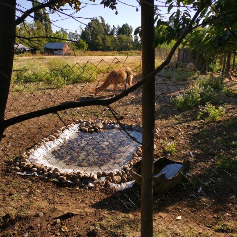 Molina, cerca de 7 Tazas, campo con animales y piscina desmontable - Casa de 4 dormitorios - 33