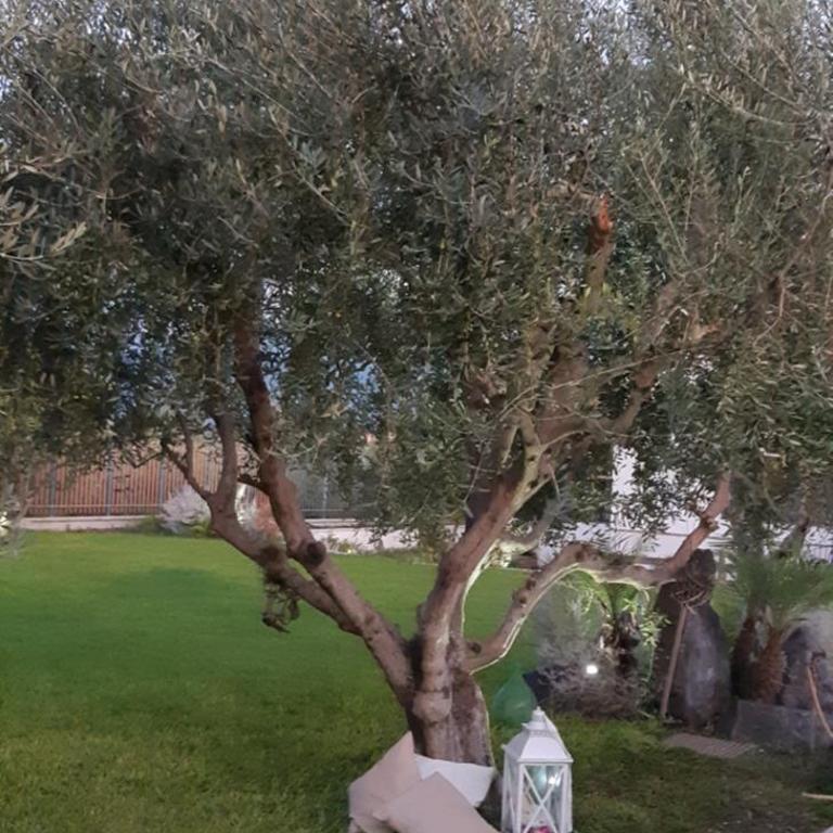 Giardino degli Ulivi Pompei - Vacation Home - 16