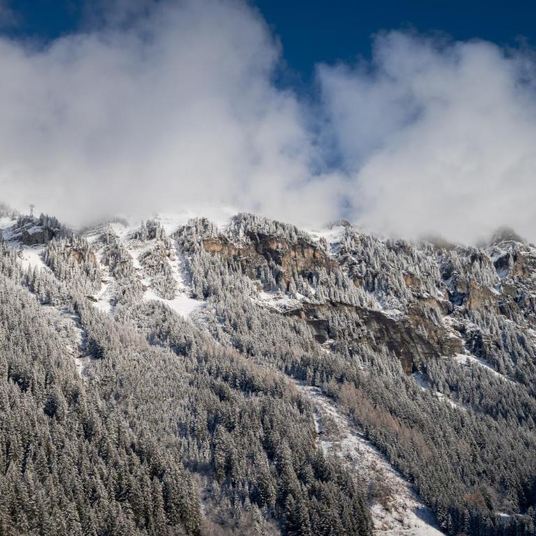 Hotel Jungfraublick - Double with Forest View - 4