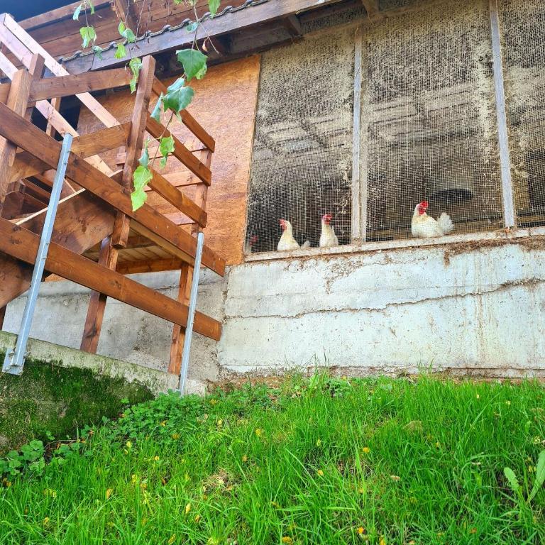 Rustic Barn Experience-Surrounded by Nature & Farm - Zweibettzimmer - 28