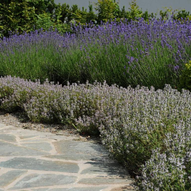 Sulamith Ferienhaus mit Garten - Ferienhaus mit Garten - 45