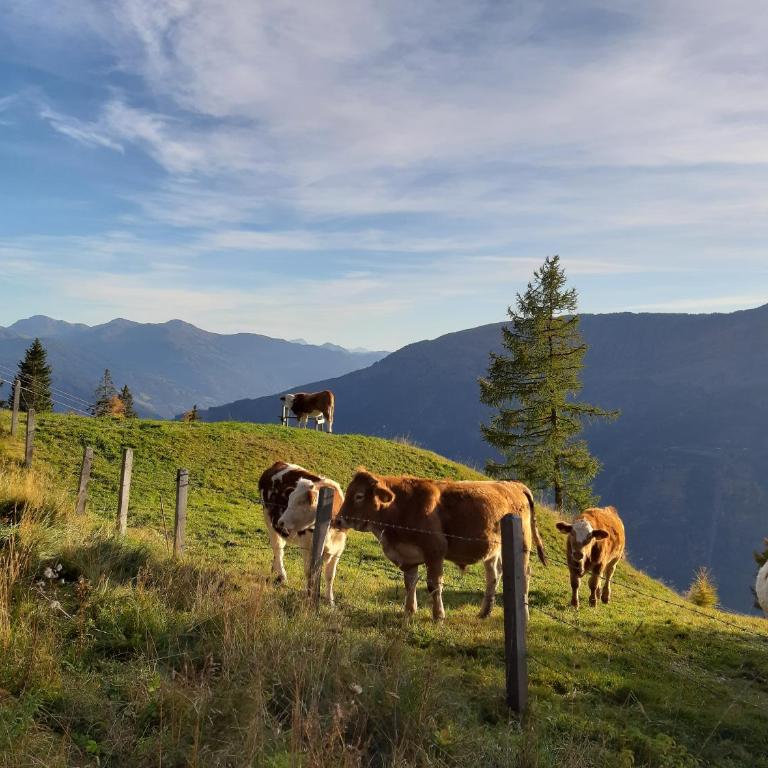 Platzerhütte - Chalet mit 3 Schlafzimmern - 48