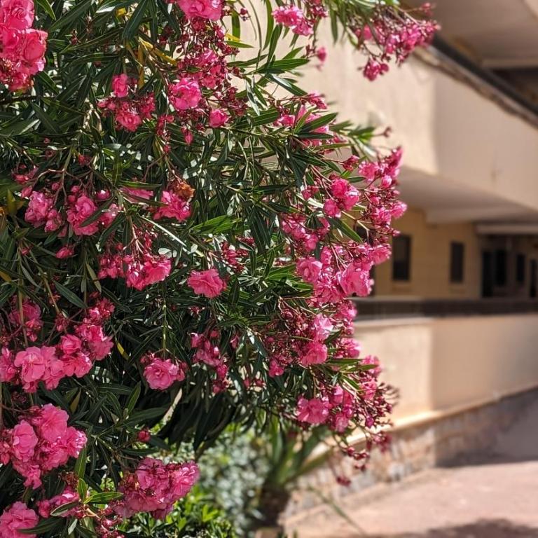 Los colores del Mar - Apartamento de 1 dormitorio - 18