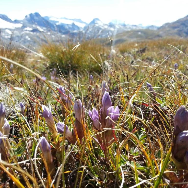 Alpenrose Aletsch Landschaftspark Binntal - Apartment mit 3 Schlafzimmern - 15
