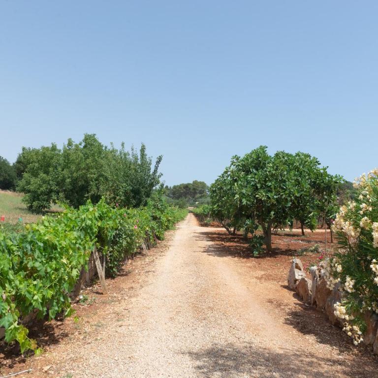 Holiday Home in Valle d'Itria with Pool - Two-Bedroom Trullo House - 49