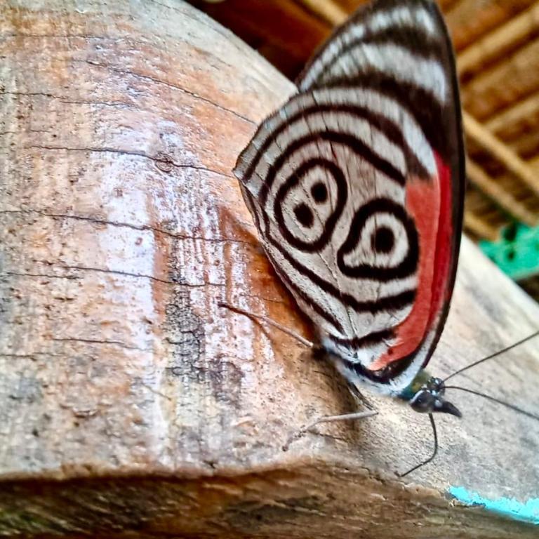 Mi Bohío Trekking - Casa de 3 dormitorios - 18