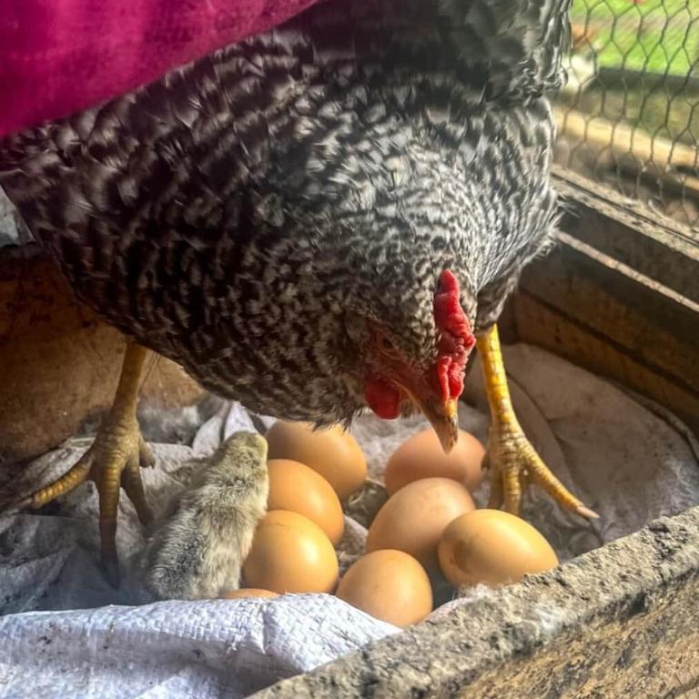 Refugio de Montaña Patagonia, pesca, trekking, miradores - Chalet - 59