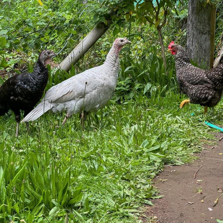 Refugio de Montaña Patagonia, pesca, trekking, miradores - Chalet - 71