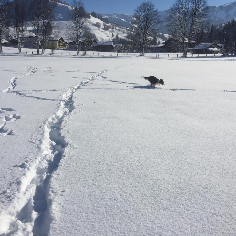 Large spacious apartment, 50m to the ski lift! - Apartment mit 3 Schlafzimmern - 22