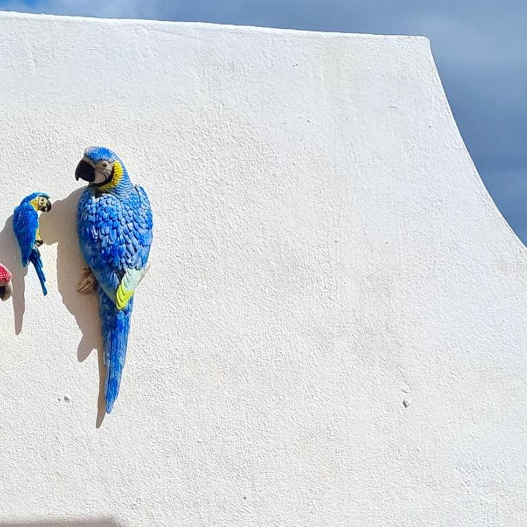 Welooveyou Parrots - Apartamento de 1 dormitorio - 9
