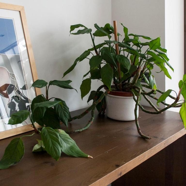 Apartment Vracar 150 m2 five bed rooms for 8 - Apartman - 22