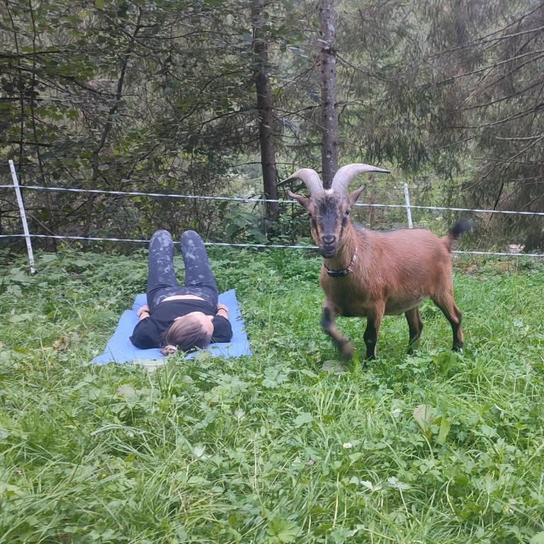 Almhuette Auszeit - Ferienhaus - 14