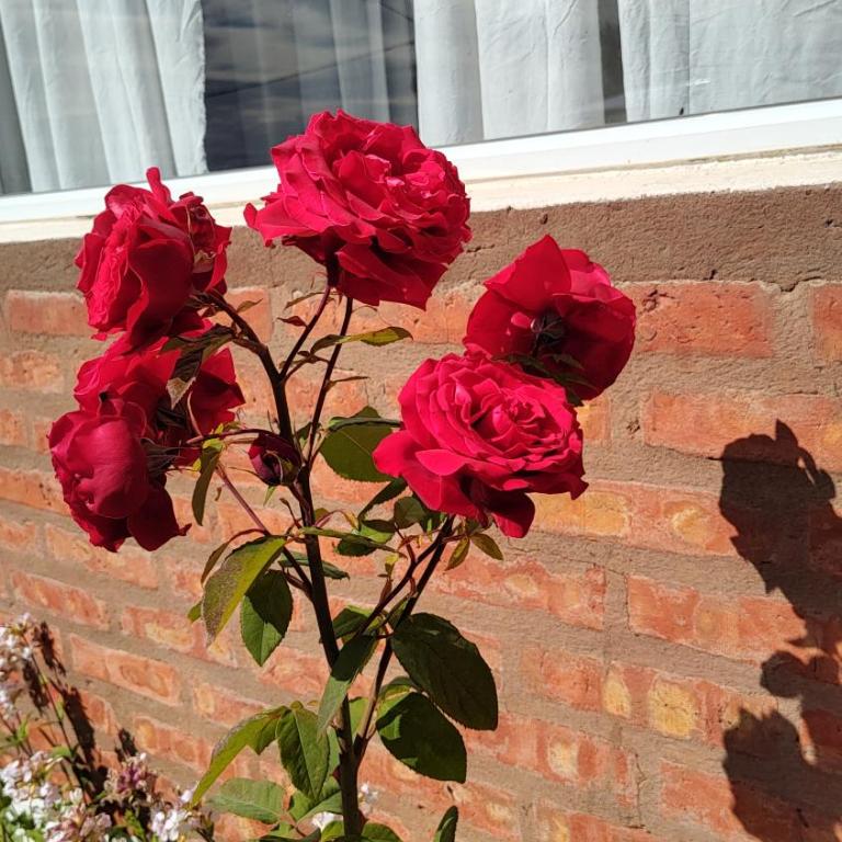 Departamentos Los Ciruelos - Apartamento - 7