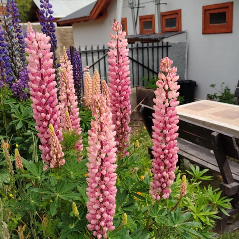 Departamentos Los Ciruelos - Apartamento de 1 dormitorio - 5