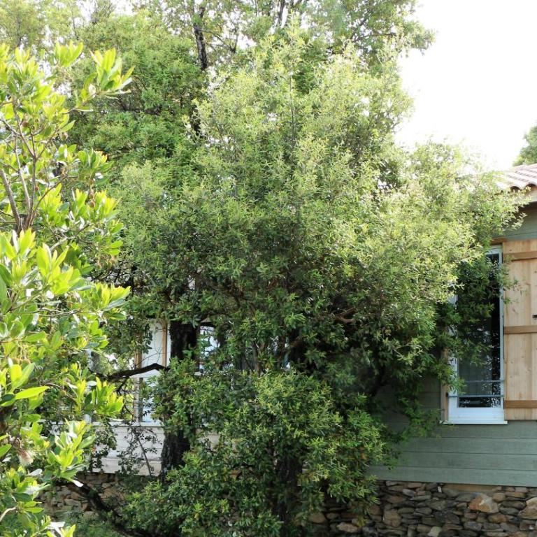 Camping Les Amandiers - Chalet 2 Chambres - 4