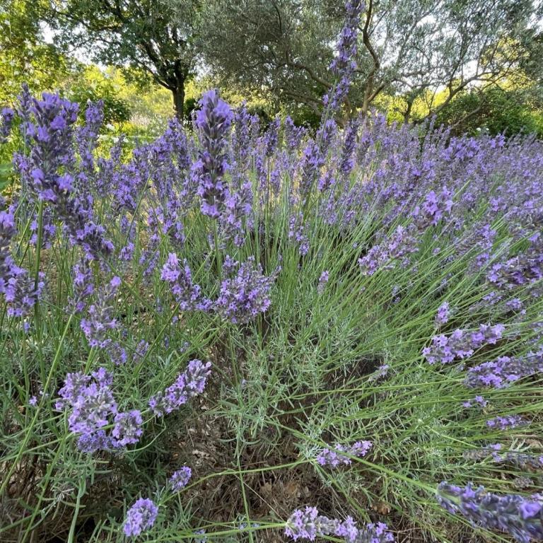 Lou Pantai, House, 5 bedrooms, 8 people, AC, Pool, Large garden,4km from AIX EN PROVENCE - Maison 5 Chambres - 47