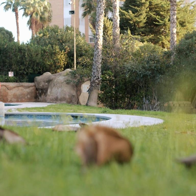 BENIDORM PRIMERISIMA LINEA De PLAYA - Apartamento de 2 dormitorios - 78