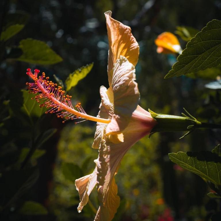 Beautiful 1BR House in Camino Real - Casa con 1 dormitorio - 22