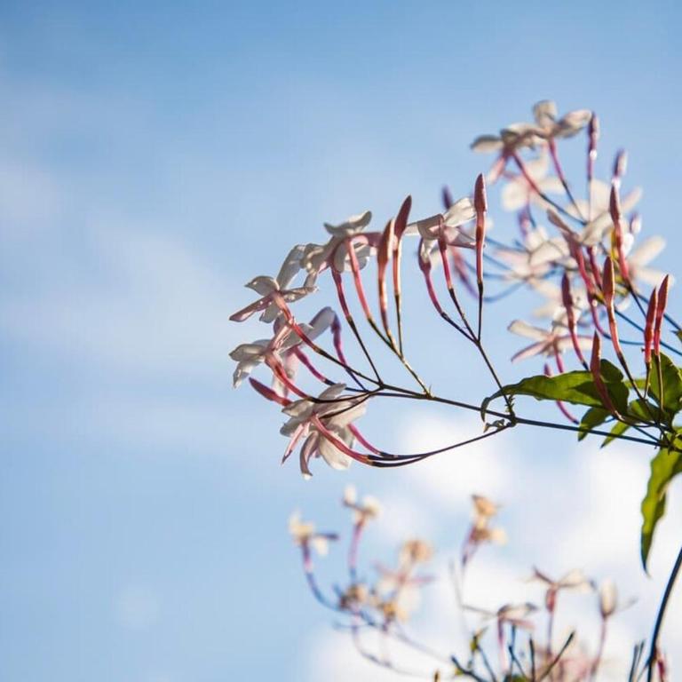 Beautiful 1BR House in Camino Real - Casa con 1 dormitorio - 27