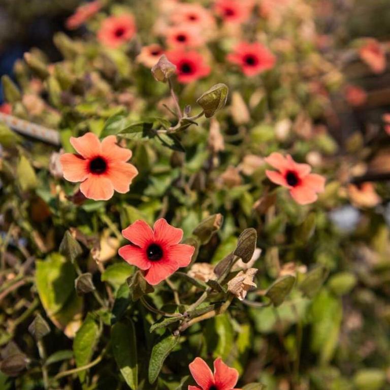 Beautiful 1BR House in Camino Real - Casa con 1 dormitorio - 31