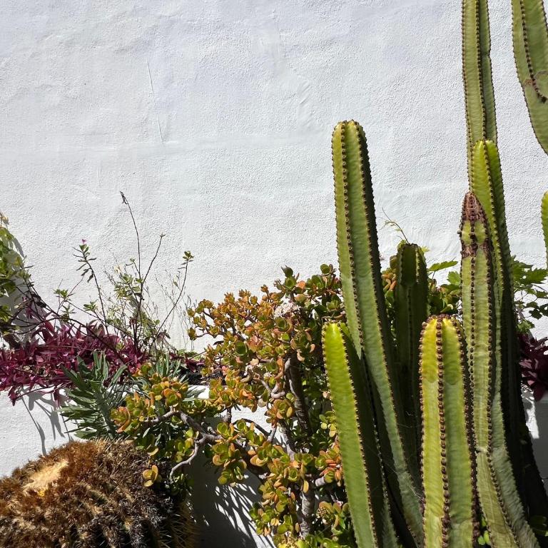 Oasis en Lanzarote - Casa de 2 dormitorios - 36