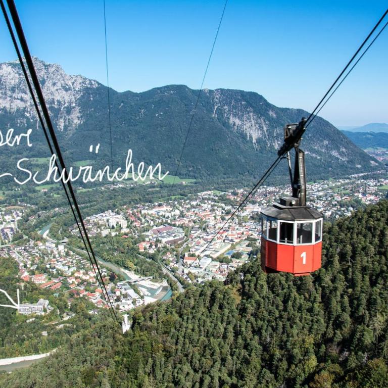 Alpenschwänchen 2 - Salzschwänchen - Apartment - 1
