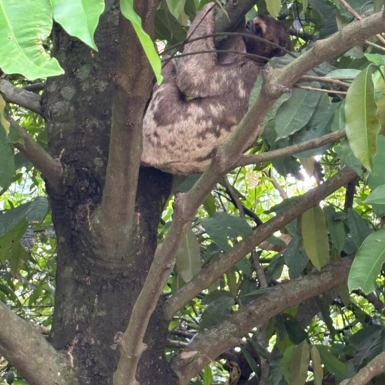 Capibara House - Casa de 2 dormitorios - 11