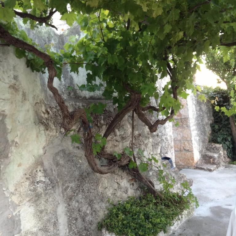 Picturesque Trulli in Itria Valley - Casa con 1 Camera da Letto - 2