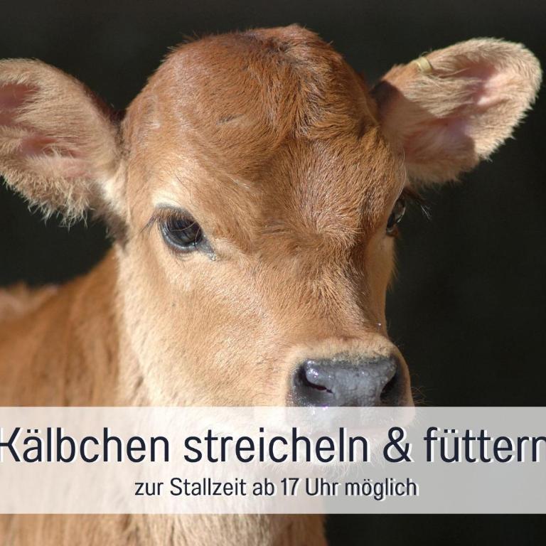 Ferienhof Eger - entspannter Urlaub mit Baby & Kleinkind - wahlweise top modern oder günstige Fewos - ruhig am Ende der Straße - Kälbchen füttern - Traktor fahren - Freie Fahrt mit den Hörnerbahnen in Sommersaison - E-Ladestation - E-bike Verleih ab Hof - Apartment mit Blick auf die Berge - 2