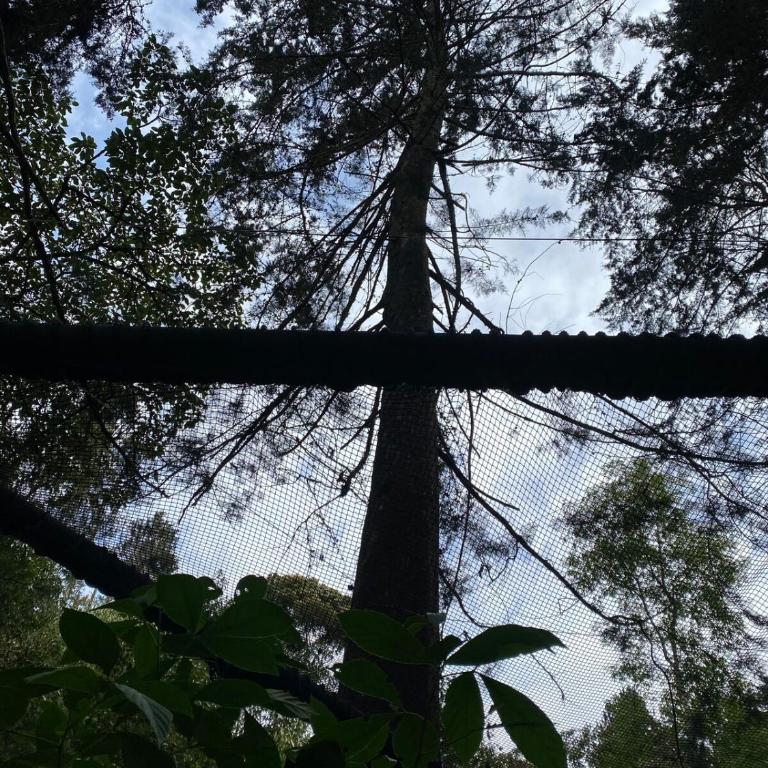 Luxury Cabin in the Forest - One-Bedroom Chalet - 6