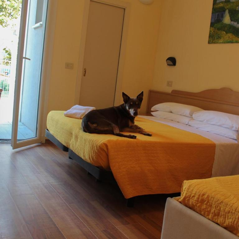 Pet Hotel Virginia - Hotel per cani - Camera Quadrupla con Terrazza - 1