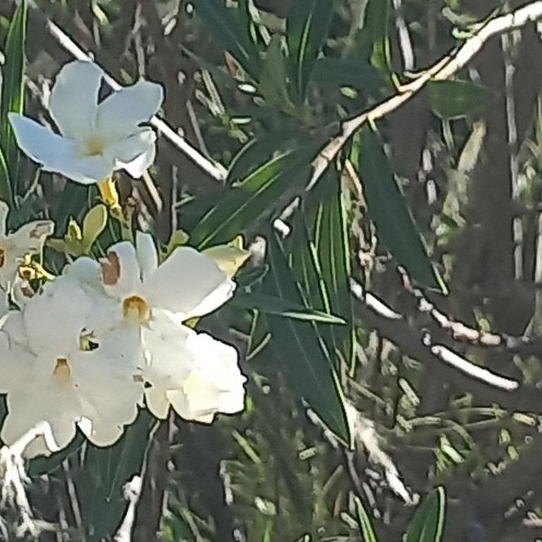 Casa FUJI - Casa de 2 dormitorios - 13