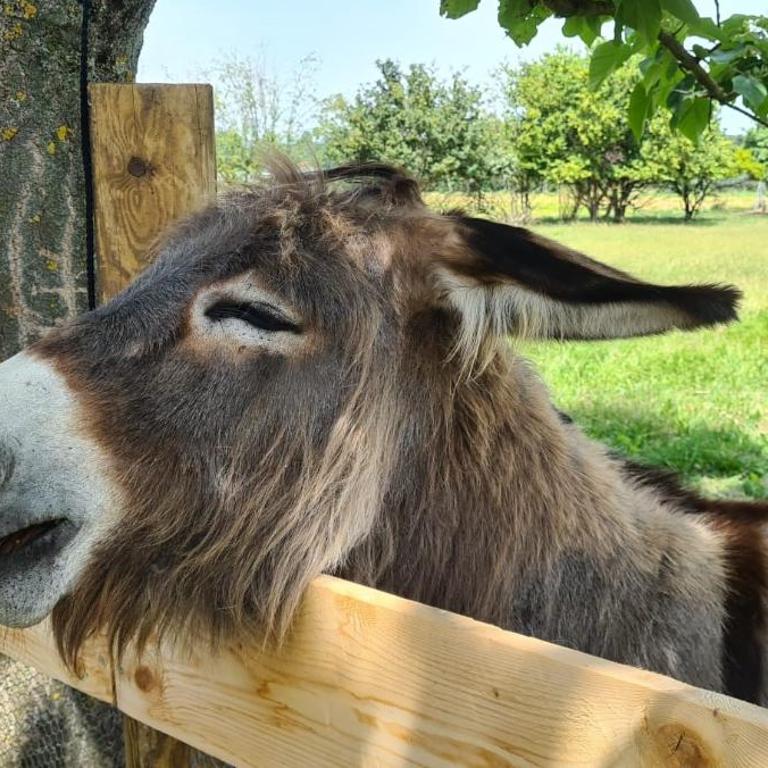 Gîte cocooning climatisé avec piscine et animaux - Studio Familial - 25