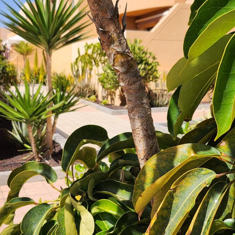 Oro de la Bahia - One-Bedroom Apartment - 32